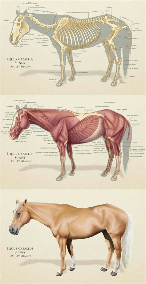 Anatomía Equina Horse Anatomy Horses Animal Anatomy
