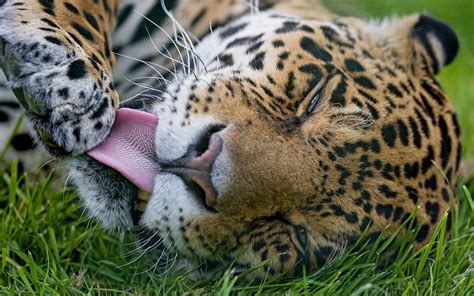Wallpaper Jaguars Big Cats Snout Grass Animal 1920x1200