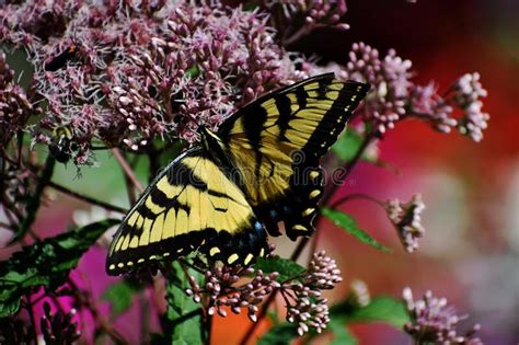 Tiger Swallowtail Eating On Joe Pye Weed Stock Photo Image Of Garden