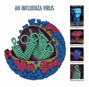 Antigenic Characterization - CDC Influenza  
