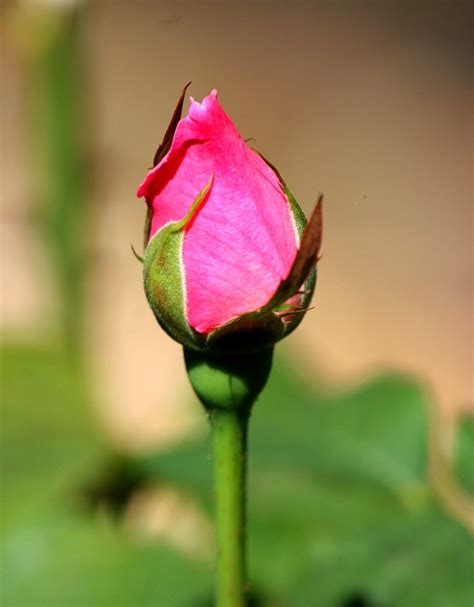 Rosebud Flower Blossom Free Photo On Pixabay
