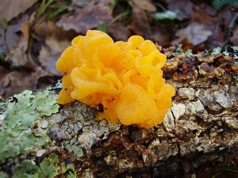 Jelly Like Fungi Info What To Do For Jelly Fungus On Trees