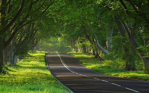 Hd Wallpaper Roads With Trees On Both Sides Plant Direction The Way