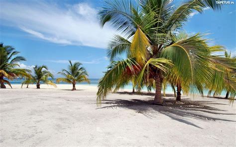 Ocean Plaża Palmy Wyspa Dominikana