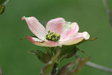 Pink Dogwood Bloom North Carolina State Flower Flickr