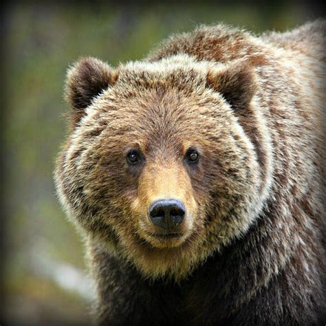 854 Twitter Grizzly Bear Brown Bear Bear Pictures