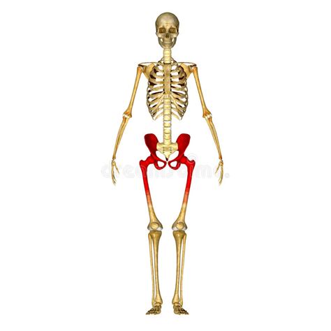 Skeleton Hip Stock Illustration Illustration Of Bones 44720883