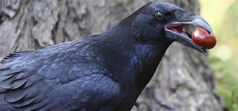 Ravens And Crows Nature Pbs