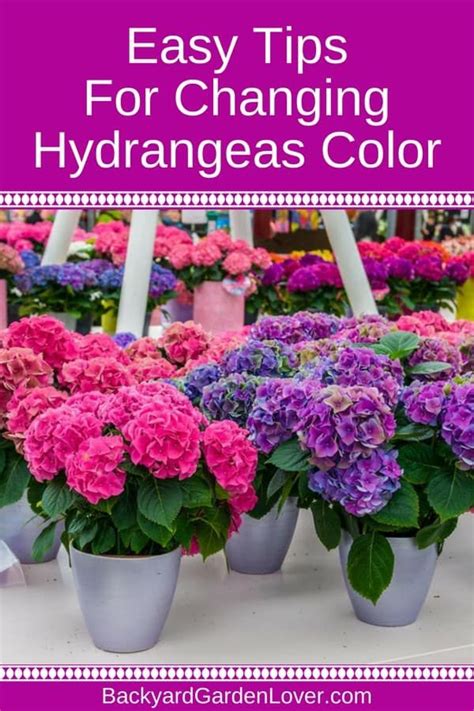 How To Change Hydrangea Colors Pink Blue And Purple Hydrangea Colors