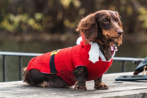 350 Dogs Break Record For Biggest Gathering Of Dogs In Christmas Jumpers