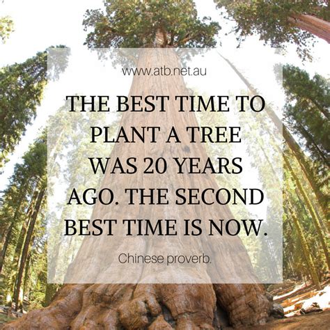 Best Time To Plant A Tree Quote  ShortQuotes.cc