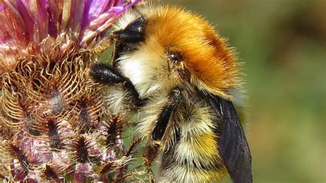 It is similar in appearance to bombus muscorum, and is replacing the species in northern britain. Facts about brown carder bees | Friends of the Earth