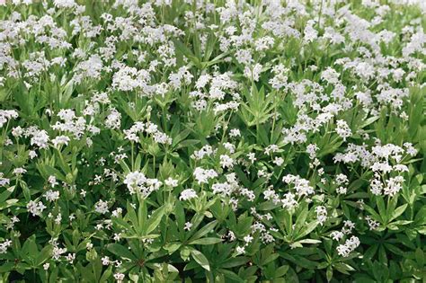 12 Ground Cover Plants For Shade