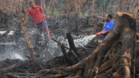 Masyarakat Bakar Hutan Untuk Membuka Lahan Karena Cepat Dan Murah