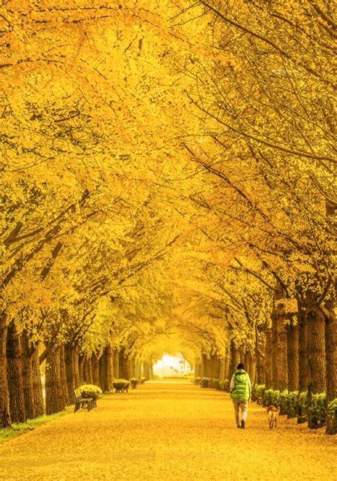 Bright Yellow Canopy Beautiful Landscapes Autumn Scenery Landscape