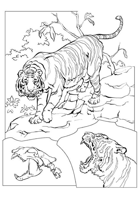 Page Sur Sur Hugolescargot Com Coloriage Tigre Coloriage
