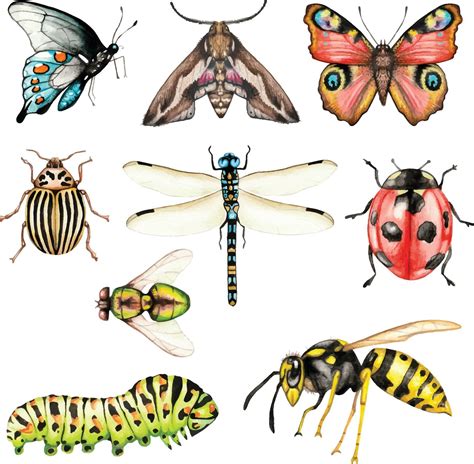 Big Set Of Watercolor Insects On A White Background Isolated 1968590