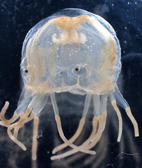 Sea Nettle Jellyfish The Jellyfishs Sting Pain And Then Some