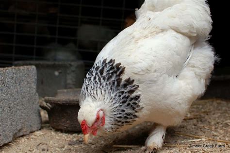 Best Backyard Chickens Timber Creek Farm