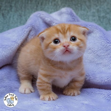 Scottish Fold Munchkin Cat Kittens Cats Blog