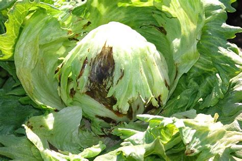 How To Identify And Prevent Common Lettuce Diseases