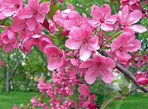 Pink Flowers Blossom Branch Garden Spring Mood Hd Wallpaper Wallpaperbetter