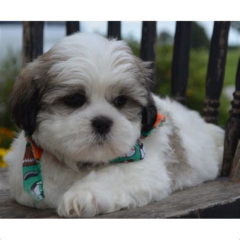 View Ad Shih Tzu Puppy For Sale Near Arizona Tucson Usa Adn 40743