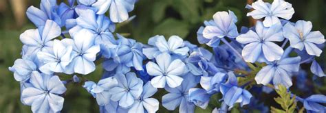 8 Grimpantes à Fleurs Bleues Quil Faut Avoir Au Jardin Promesse De