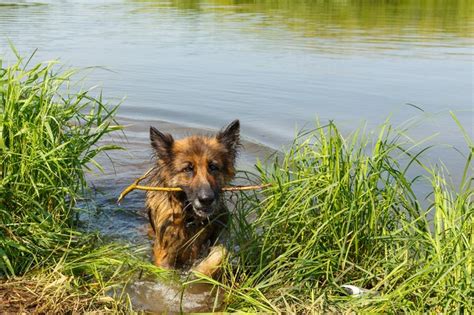 Check spelling or type a new query. Side Effects of Leptospirosis Vaccine for Dogs | Cuteness