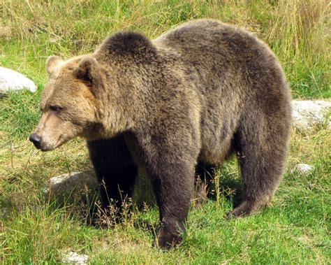 Eurasian Brown Bear Vs Grizzly