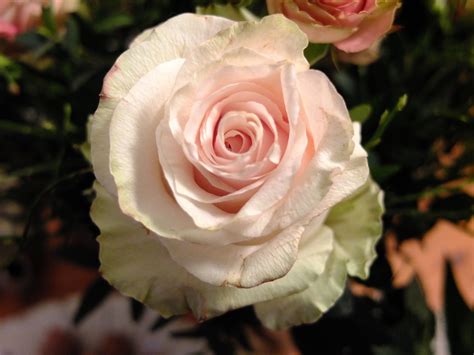 Cabbage Rose Rose Cabbage Roses Flowers