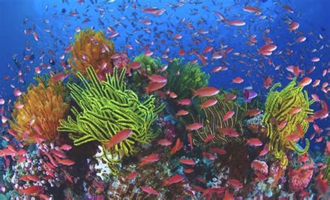 Hikkaduwa National Park A Beautiful Coral Reef In Sri Lanka