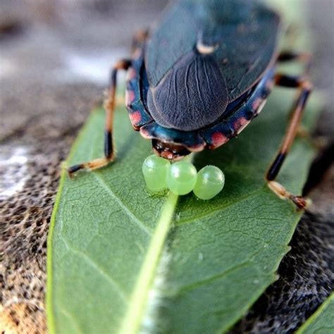 Beetle Eggs By Penbentley Via Flickr Macro Lens Olloclip My Pictures