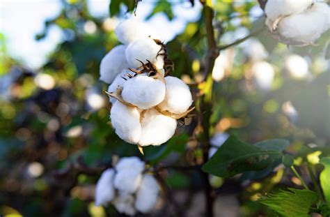 Cotton Growing In Field Up Close Photograph By Cavan Images Fine Art