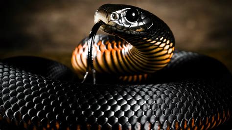 Cobra Cinza Pequena é Venenosa