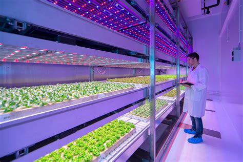 In This Huge Urban Farming Lab Led Recipes Grow Juicier Tomatoes And