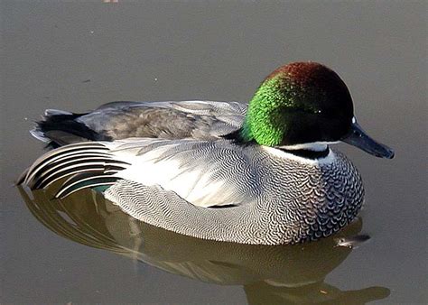 Waterfowl Breeders Australia Waterfowl Info