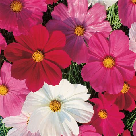 Cosmos Sensation Mixed Colors Seeds Flower Seeds Cosmos Flowers