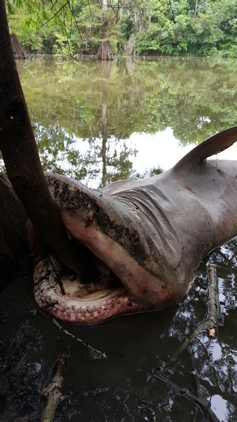 Bull Shark Remains Reportedly Found In Lake Off Trinity River In