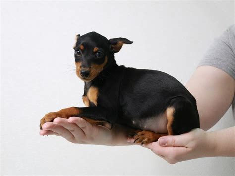 Miniature Pinscher Dog Female Black Rust 3340348 My Next Puppy