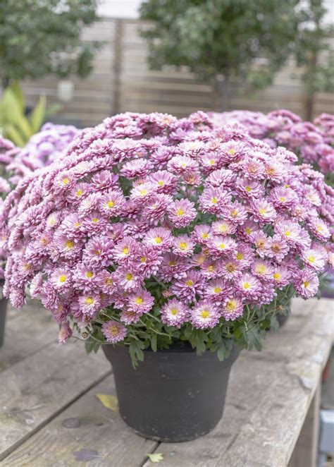 Brighterblooms.com has been visited by 10k+ users in the past month Care Of Container Grown Mums - Tips For Growing ...