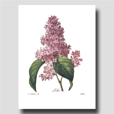 Lilac Art Botanical Print Lavender Wall Art Flower Wall Decor