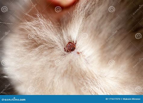 Do Cats Get Ticks Often Cat Meme Stock Pictures And Photos