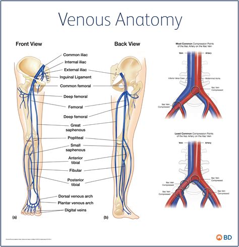 Schematic View Of Venous Anatomy From Insightful Phlebology An Atlas My Xxx Hot Girl