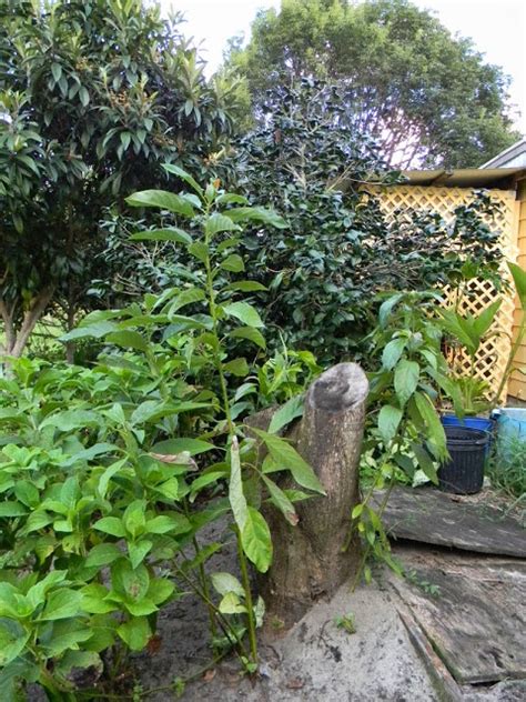 A Look At Laurel Wilt Killing Avocado Trees The Survival Gardener