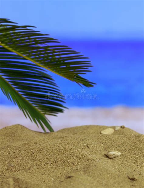 Summer Holidays Concept Sandy Beach With Palm Tree Sun Blur Sea