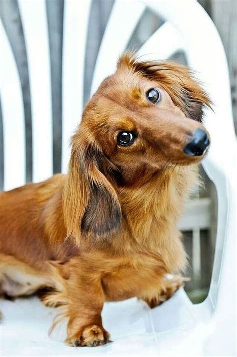 Why Do Dogs Tilt Their Heads Dogtime Dachshund Dog Dachshund
