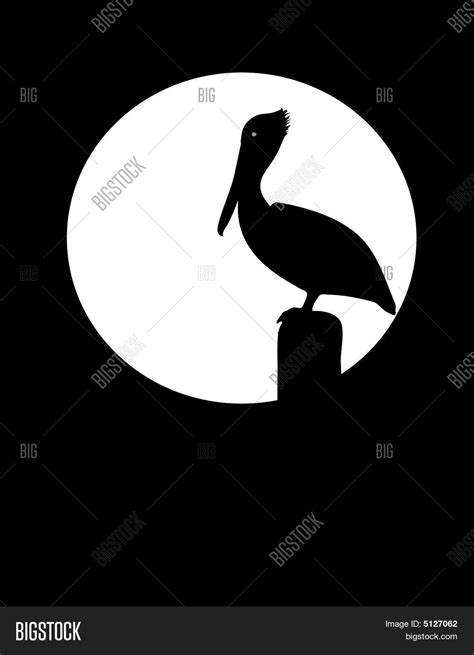 Pelican Silhouette Vector And Photo Bigstock