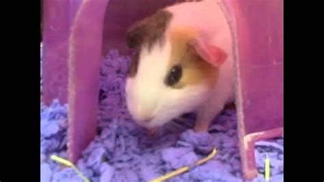 Petsmart Guinea Pigs Youtube