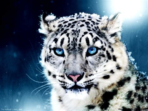 White Tiger Cubs With Blue Eyes Wallpaper Wallpapers Gallery